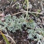 Artemisia glacialis List