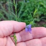 Linum usitatissimumLorea