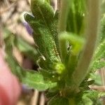 Veronica orsiniana Blatt