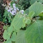 Plectranthus fruticosus Blüte