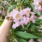× Chitalpa tashkentensis Fleur
