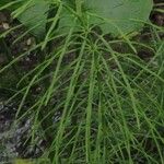 Equisetum arvense Jani