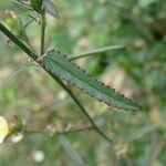 Sida glabra Leaf