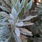 Lavandula dentata Leaf