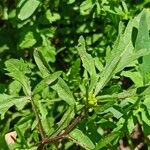 Rorippa sylvestris Blad