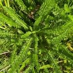 Achillea millefoliumFolla