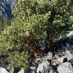 Arctostaphylos patula 整株植物