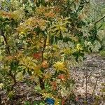 Pieris formosa Libunga