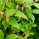 Vaccinium erythrocarpumLapas