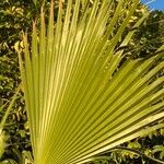 Washingtonia filifera برگ