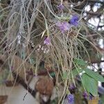 Tillandsia mallemontii Λουλούδι