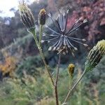 Bidens subalternans Frukt