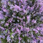 Vicia dalmatica Flower