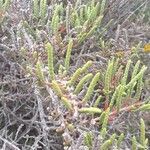 Arthrocnemum macrostachyum Likasa