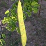 Bauhinia galpinii Plod