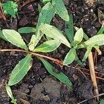 Erysimum perofskianum Leaf