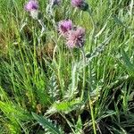 Cirsium dissectum Συνήθη χαρακτηριστικά