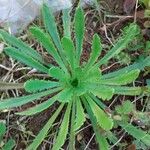 Plantago virginica Blatt