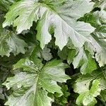 Acanthus mollis Leaf