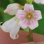 Apocynum androsaemifoliumFlower