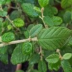 Pomaderris racemosa 葉