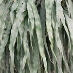 Campyloneurum angustifolium Yaprak