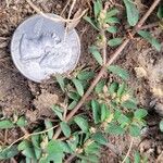 Euphorbia maculata ᱥᱟᱠᱟᱢ