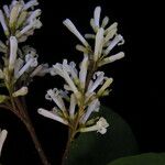 Syringa emodi موطن