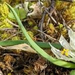 Allium chamaemoly Inny