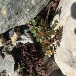 Saxifraga biflora Lorea