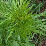 Artemisia vulgaris Folha