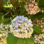 Hydrangea macrophyllaFlower