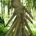 Pandanus tectorius Corteza