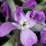 Matthiola tricuspidata Flower