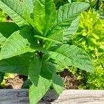 Nicotiana tabacum Feuille