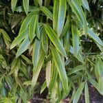 Podocarpus neriifolius Листок