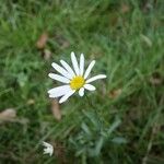 Anthemis cotula 花