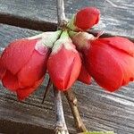Chaenomeles × superba Flower