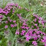 Silene acaulisFlower