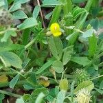 Medicago laciniata Φύλλο