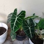 Alocasia micholitzianaDeilen