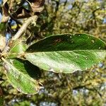 Pyrus spinosa Leaf