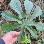 Cecropia pachystachya Leaf