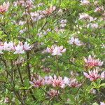 Rhododendron periclymenoides Hábitos