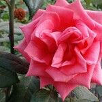 Rosa chinensisফুল