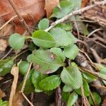 Pyrola elliptica Foglia