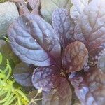 Ajuga reptans Leaf