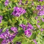 Duranta erecta Blomst