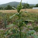 Amaranthus retroflexusLeaf