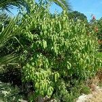 Cornus capitata Habit